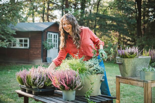 Alan Titchmarsh's Guide to a Spectacular Spring: Plant These Bulbs Now!
