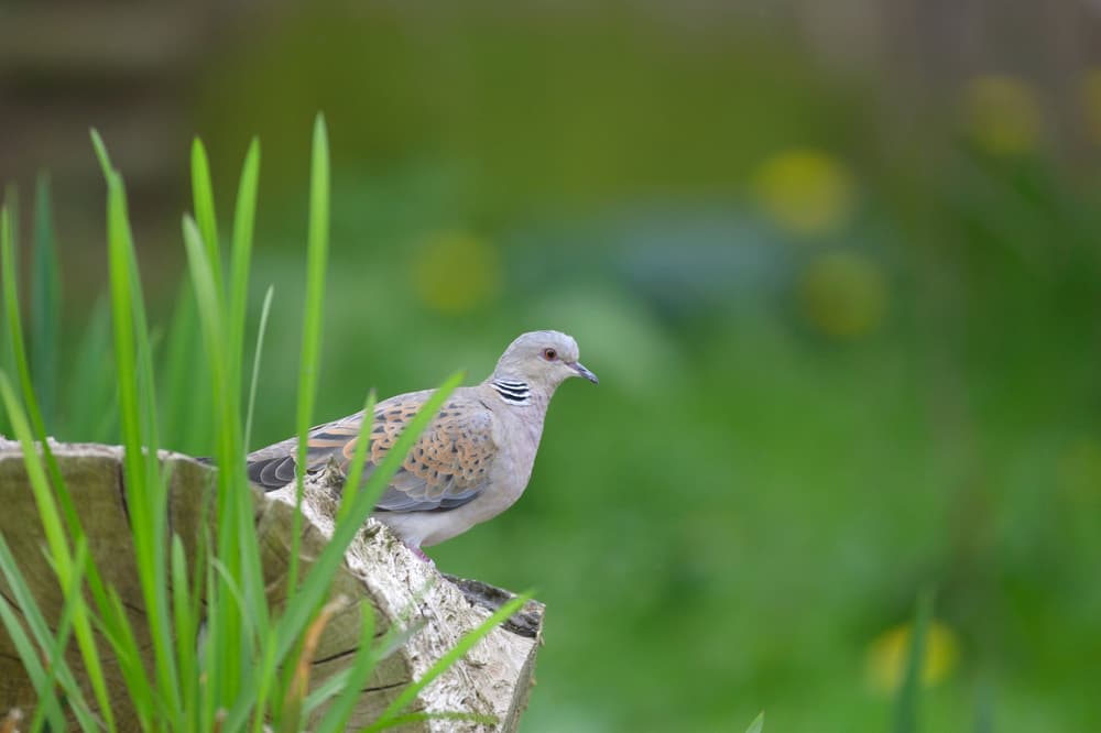Alarming Decline in UK Bird Populations: A Call to Action