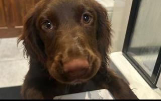 Ferryhill Family Fights for Justice After XL Bullies Attack Their Puppy
