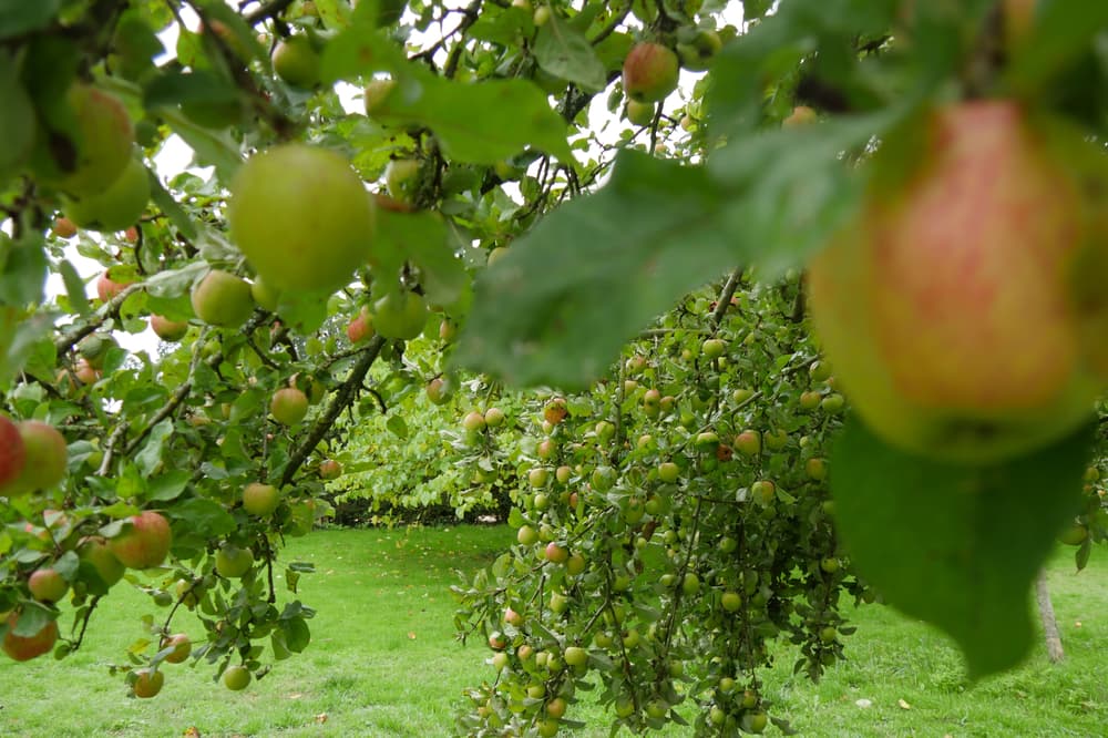 Record Apple and Pumpkin Harvests: Nature's Sweet Revenge Amid Drought